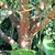 Bark