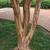 Lagerstroemia 'Biloxi'