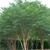 Lagerstroemia 'Biloxi'