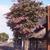 Lagerstroemia 'Biloxi'