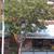 Lagerstroemia Biloxi
