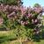 Lagerstroemia indica 'Catawba'