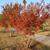 Lagerstroemia indica 'Catawba' Fall Color Form