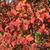 Lagerstroemia indica 'Catawba' Fall color Leaf