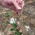 Flower, leaf and stem