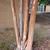 Lagerstroemia 'Natchez'