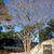 Lagerstroemia Natchez