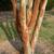 Lagerstroemia 'Osage'