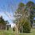 Lagerstroemia Osage