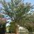 Lagerstroemia 'Osage'