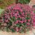 Lagerstroemia 'Pocomoke'