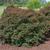 Lagerstroemia 'Pocomoke'