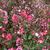 Red Rocket Flower