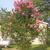 Lagerstroemia 'Sioux'