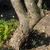 Bark