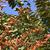 Lagerstroemia
