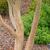 Lagerstroemia indica 'Catawba'