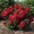 Form in bloom with many red flowers