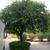 Lagerstroemia speciosa