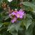 Lagerstroemia speciosa