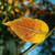 Leaf closeup