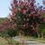 Lagerstroemia 'Sioux'