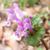 Close up of 2-lipped tubular purple flowers