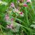 Flowers are whorled around square stems.