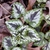 Leaves - March 11 - Wake Co., NC