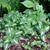 Lamium maculatum