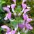 Lamium maculatum