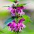Lamium maculatum