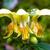 Lamium galeobdolon
