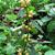 Lamium galeobdolon