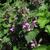 Lamium maculatum