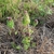 Plant emerging among dead grass. Flowering shoots are reddish