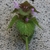 Close-up of flowering shoot, showing leaf arrangement & flower