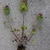 Excavated plant showing branching & leaf arrangement