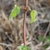 Square Stem & opposite, petiolate leaves