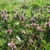 Flowering shoots growing in an unmowed lawn