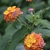 Flower Closeup - Wake Co., NC