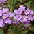Lantana montevidensis