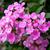 Lantana montevidensis