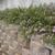 Lantana montevidensis