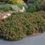 Lantana Bandito