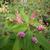 Lantana trifolia
