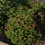 Compact shrub with yellow, orange and fuchsia flowers.