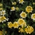 Compact shrub with yellow flowers.