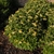 Compact shrub with yellow flowers.