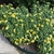 Compact shrub with yellow flowers.
